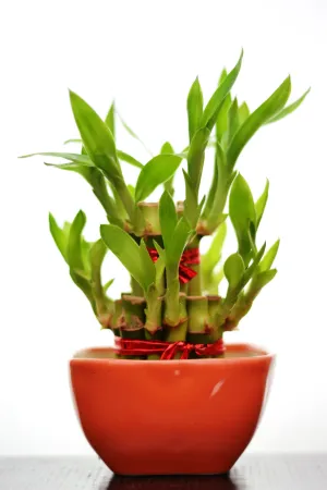 2 Layer Lucky Bamboo With Small Ceramic Pot Orange