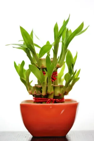2 Layer Lucky Bamboo With Small Ceramic Pot Red