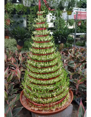 Lucky Bamboo 15 Layer Plant