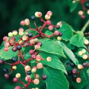 Pagoda Dogwood | Cornus alternifolia
